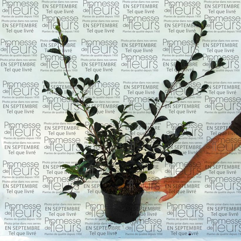Example of Camellia sasanqua Setsugekka 4L/5L pot specimen as delivered