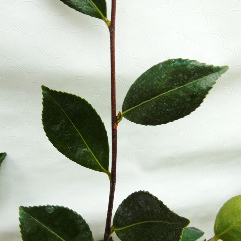 Camellia sasanqua Showa no Sakae (Foliage)