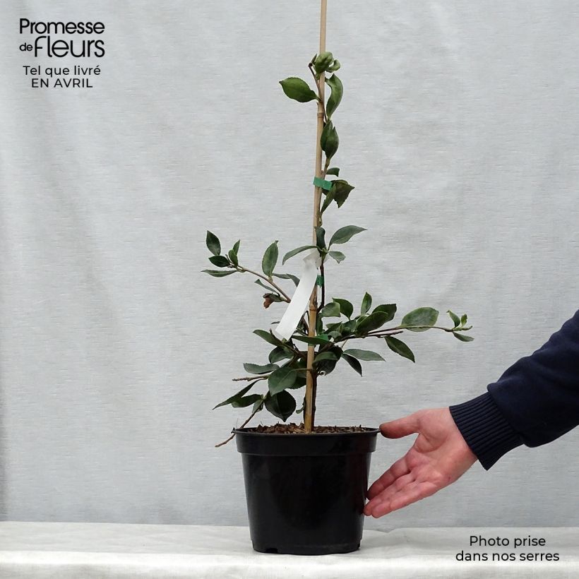 Camellia sasanqua Showa no Sakae 4L/5L pot sample as delivered in spring