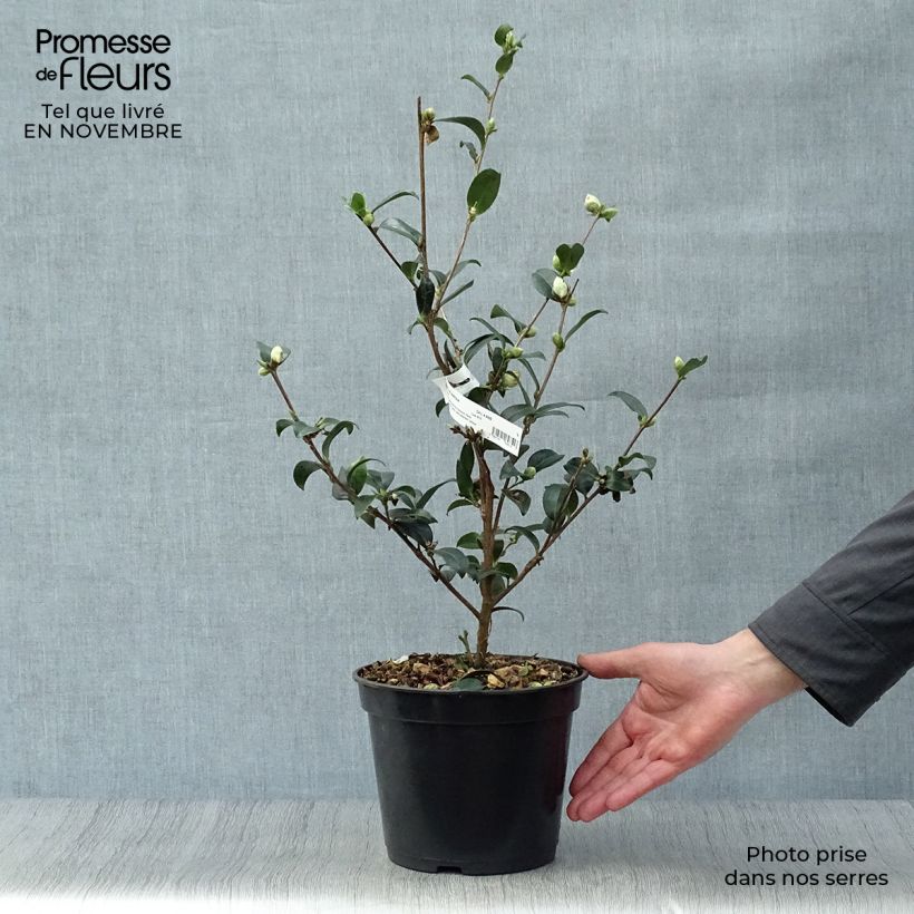 Camellia sasanqua Survivor 4L/5L pot sample as delivered in autumn