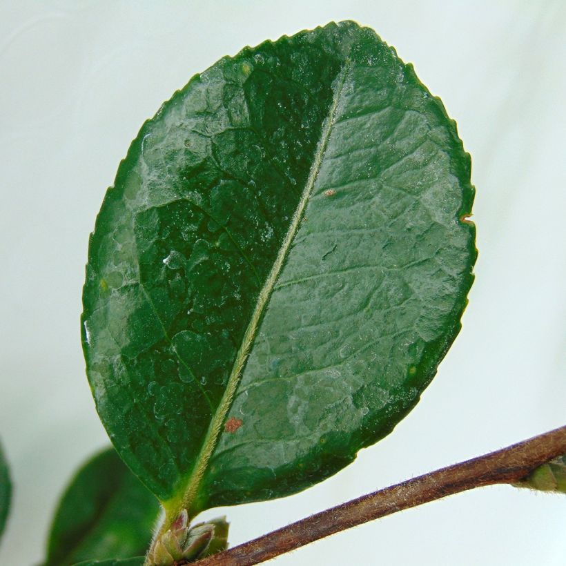 Camellia hiemalis Bonanza (Foliage)