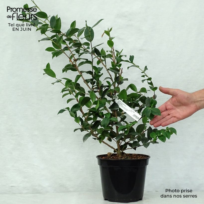Camellia hiemalis Pink Goddess 4L/5L pot sample as delivered in summer