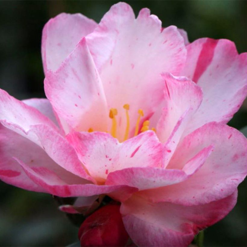 Camellia sasanqua StarsnStripes (Flowering)