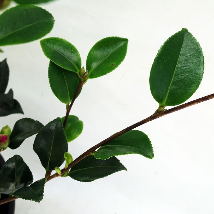 Camellia sasanqua Versicolor (Foliage)