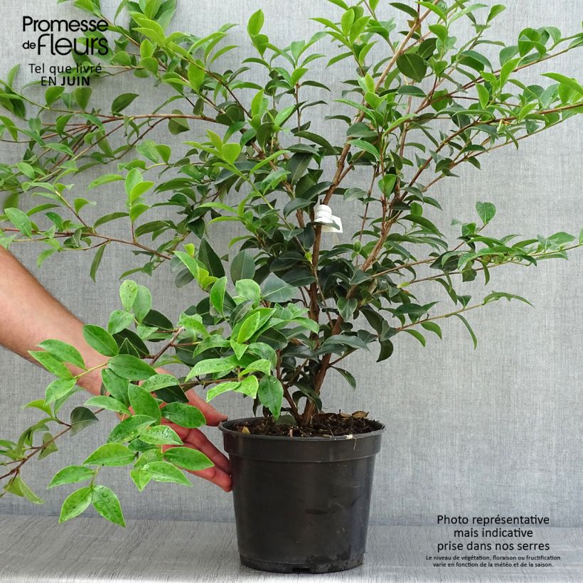 Camellia sasanqua Fuji no Yuki 4L/5L pot sample as delivered in summer