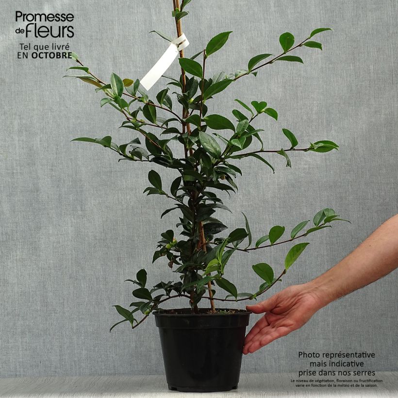 Camellia sasanqua Early Pearly 4L/5L pot sample as delivered in autumn