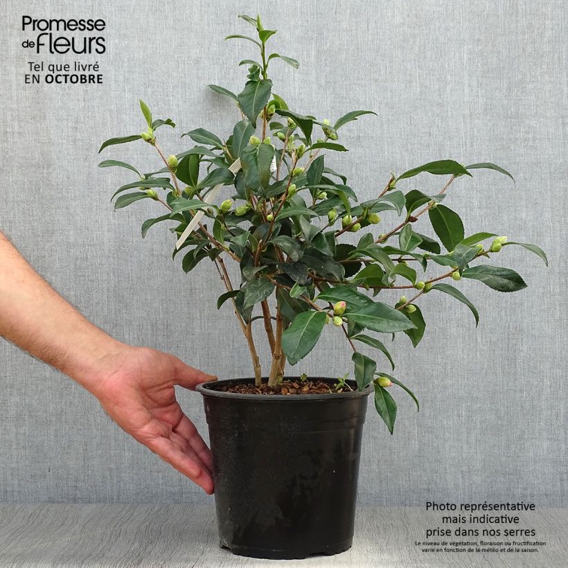 Camellia sasanqua Hinode-Gumo 4L/5L pot sample as delivered in autumn