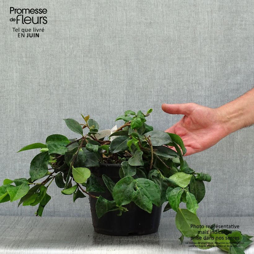 Camellia sasanqua Waterfall Pink 4L/5L pot 20/30cm sample as delivered in summer