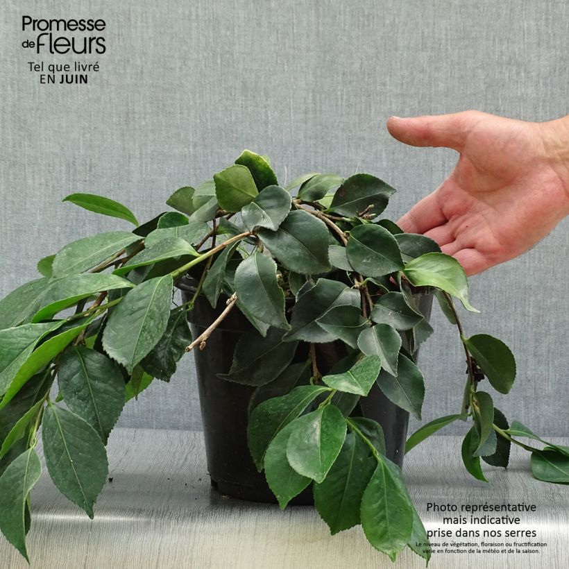 Camellia sasanqua Waterfall White 4L/5L pot sample as delivered in summer