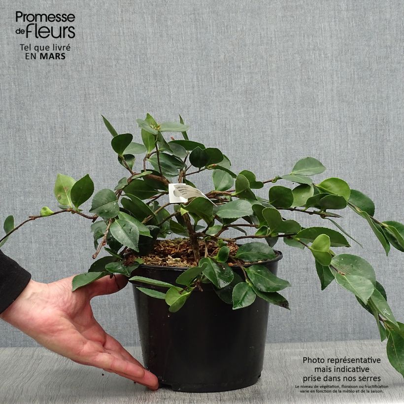Camellia sasanqua Waterfall White sample as delivered in spring
