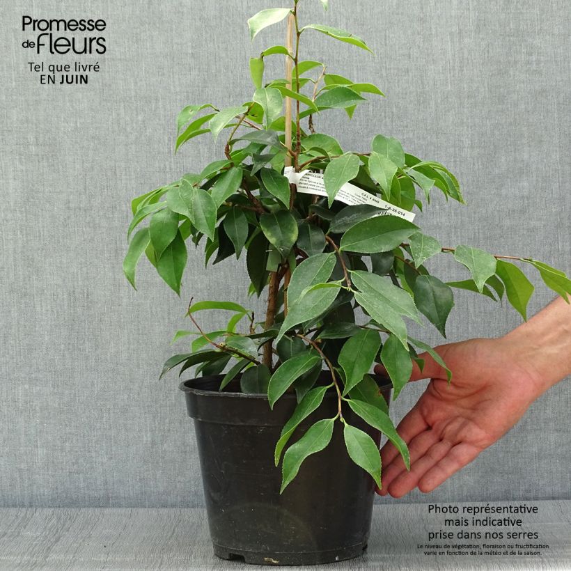 Camellia sasanqua Yume 4L/5L pot sample as delivered in summer