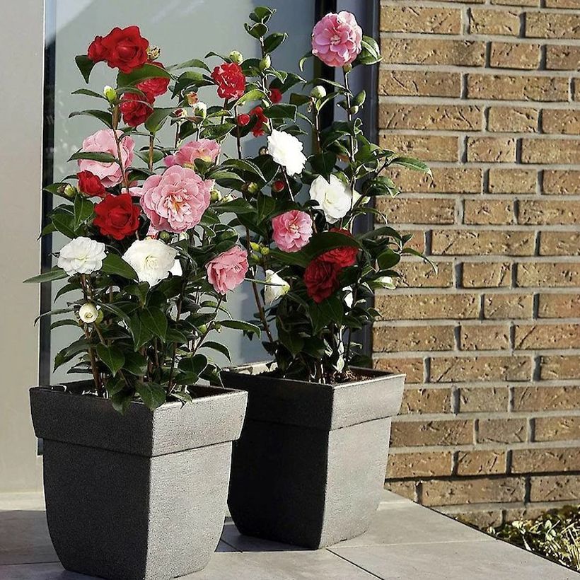 Camellia japonica Three Sisters (Red, Pink White) (Plant habit)