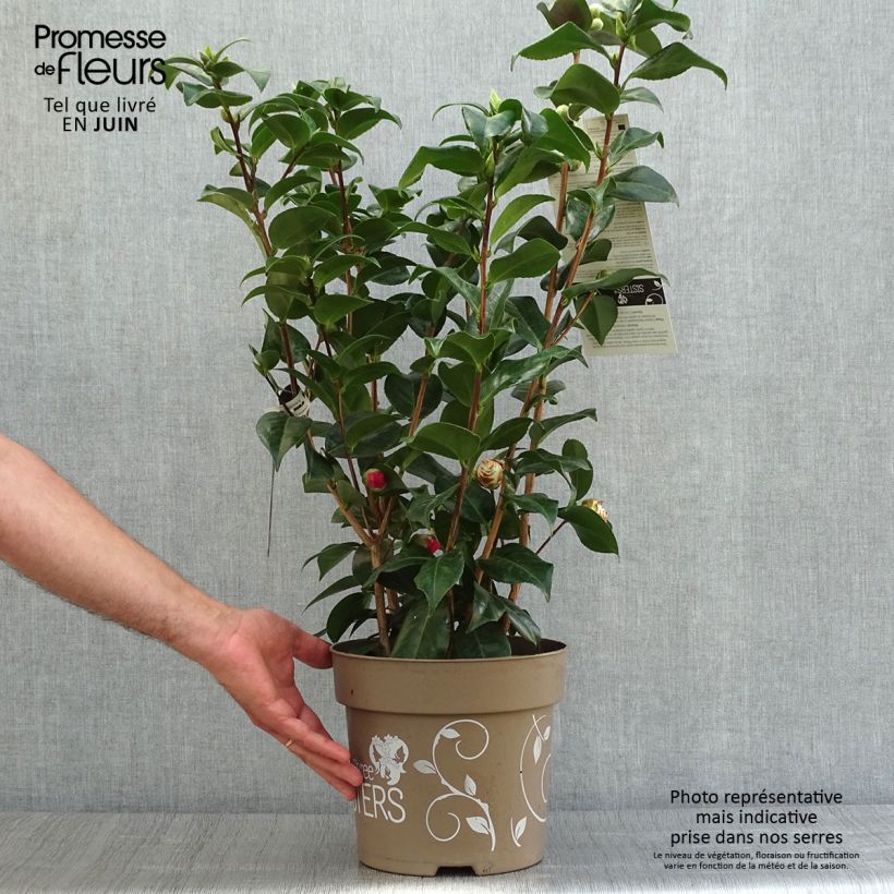 Camellia japonica Three Sisters (Red, Pink White) 6L/7L pot sample as delivered in summer