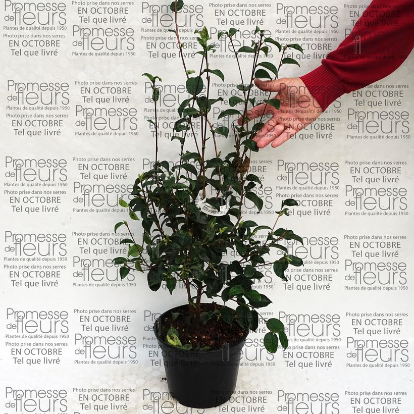 Example of Camellia grijsii 4L/5L pot specimen as delivered