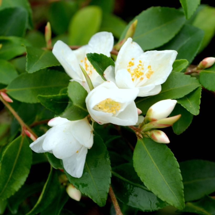 Camellia lutchuensis (Flowering)