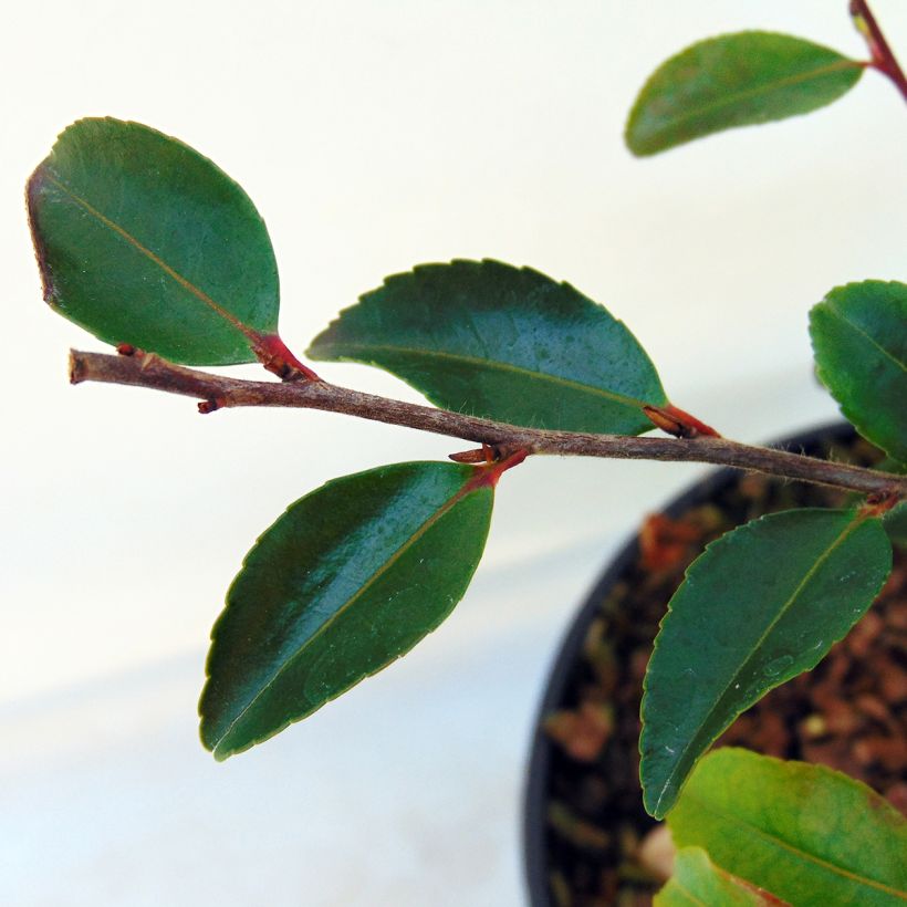 Camellia lutchuensis (Foliage)