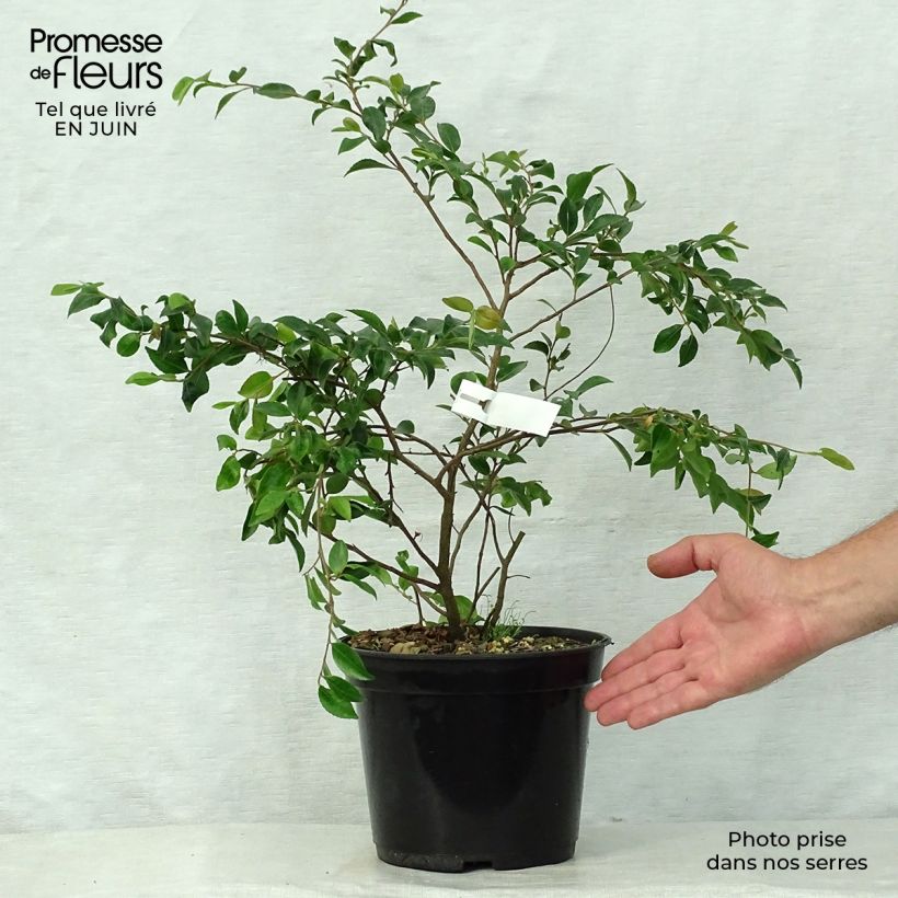 Camellia lutchuensis 4L/5L pot sample as delivered in summer
