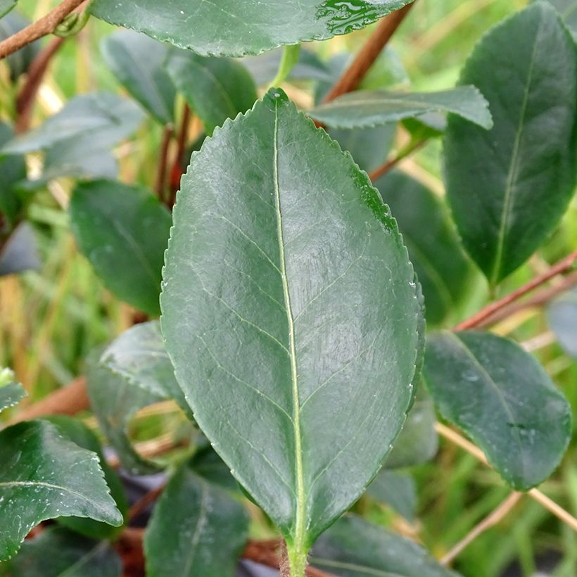 Camellia sasanqua Cleopatra (Foliage)