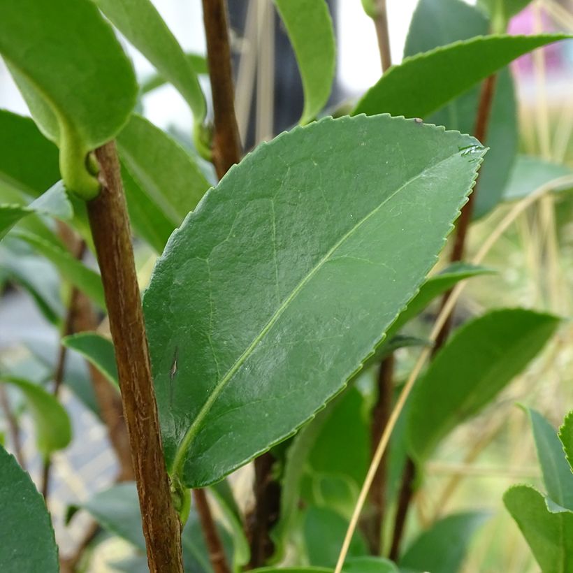 Camellia sasanqua Kanjiro (Foliage)