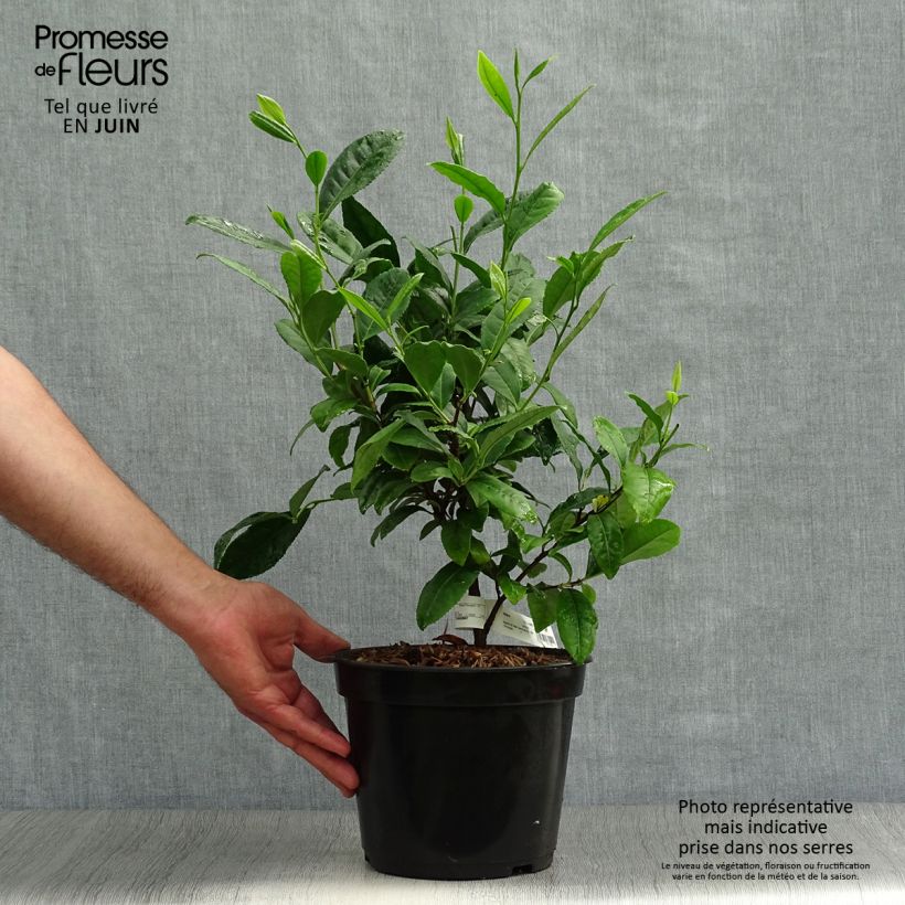 Camellia sinensis Bob Hope 4L/5L pot sample as delivered in summer