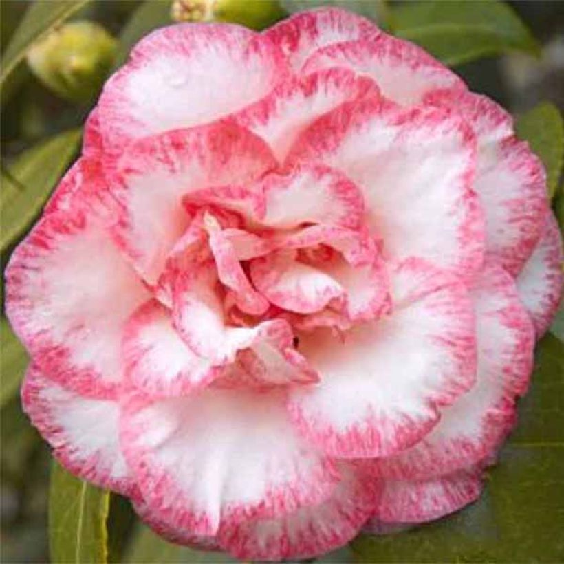 Camellia Bettys Beauty (Flowering)