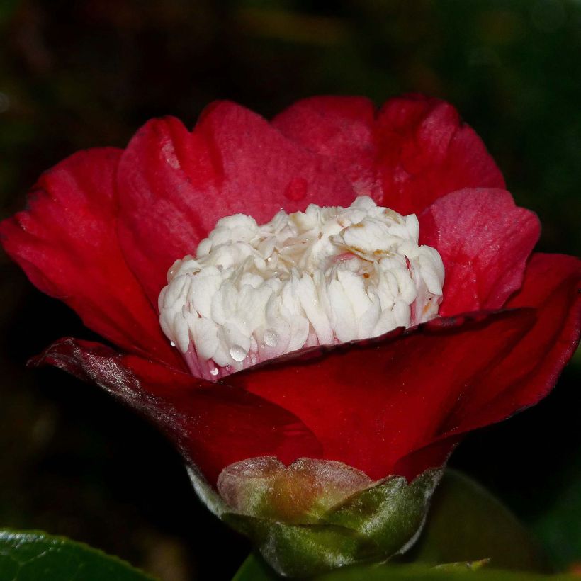 Camellia japonica Bokuhan (Flowering)