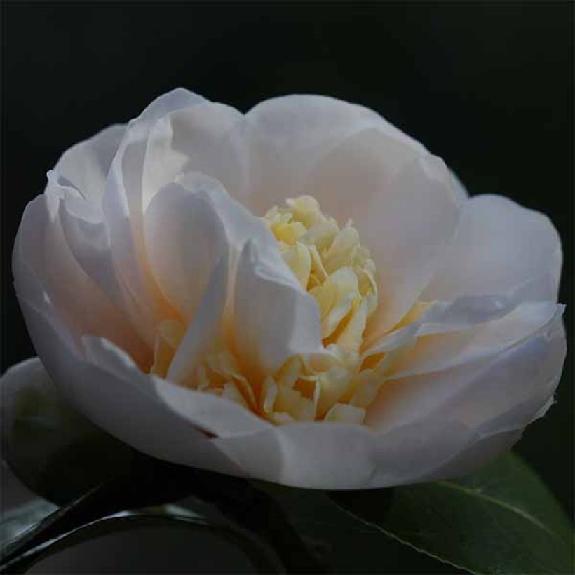 Camellia Botanyuki (Flowering)