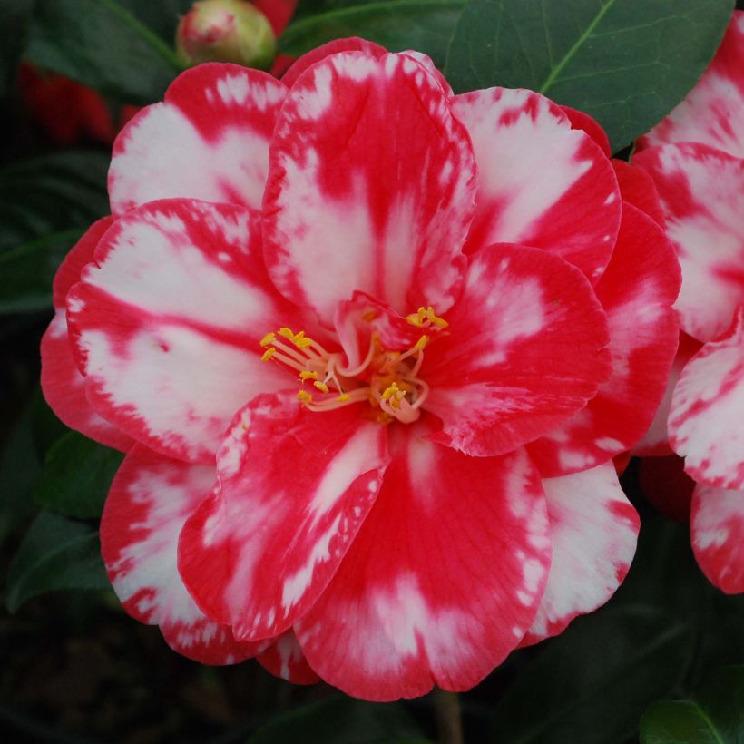 Camellia japonica Donckelarii (Flowering)