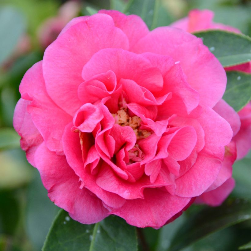 Camellia reticulata Fiesta Grande (Flowering)