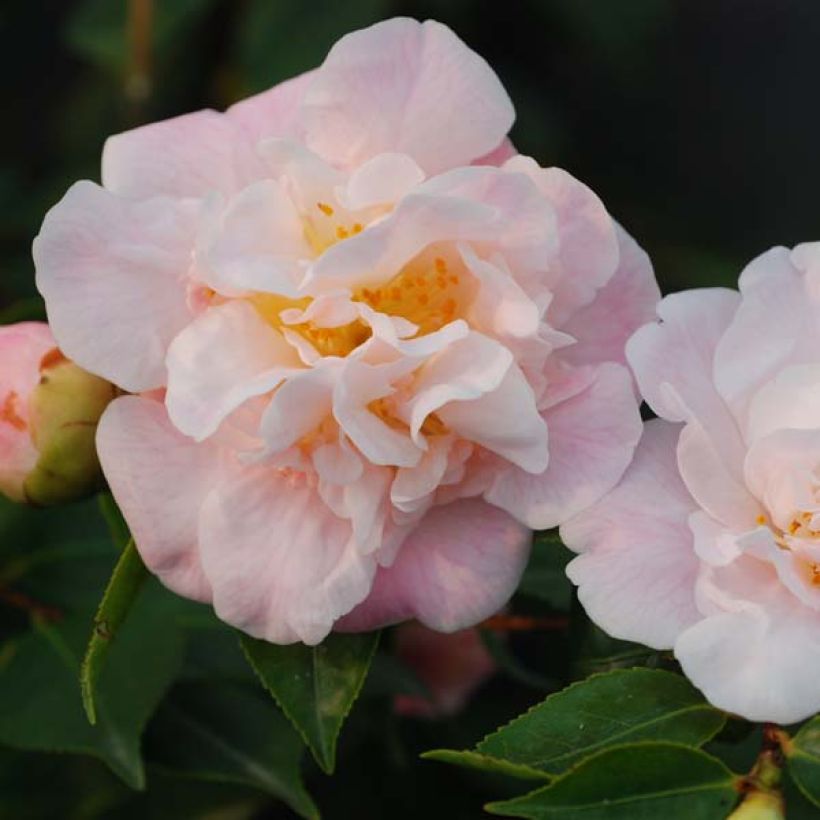 Camellia lutchuensis High Fragrance (Flowering)