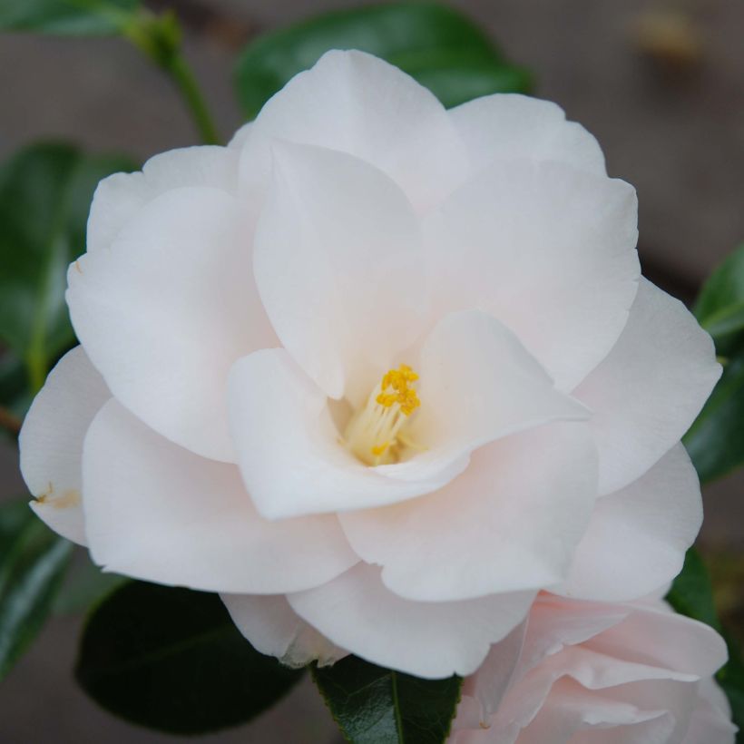 Camellia japonica Hagoromo (Flowering)