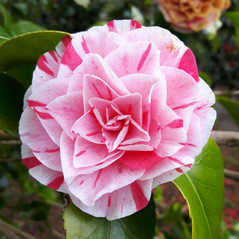 Camellia japonica Lavinia Maggi (Flowering)