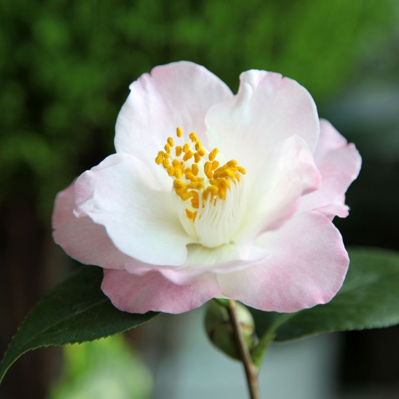 Camellia transnokoensis Transtasman (Flowering)