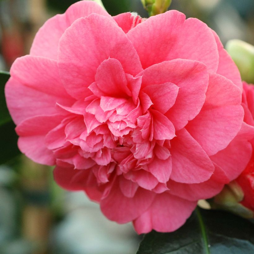 Camellia japonica Chandleri Elegans (Flowering)