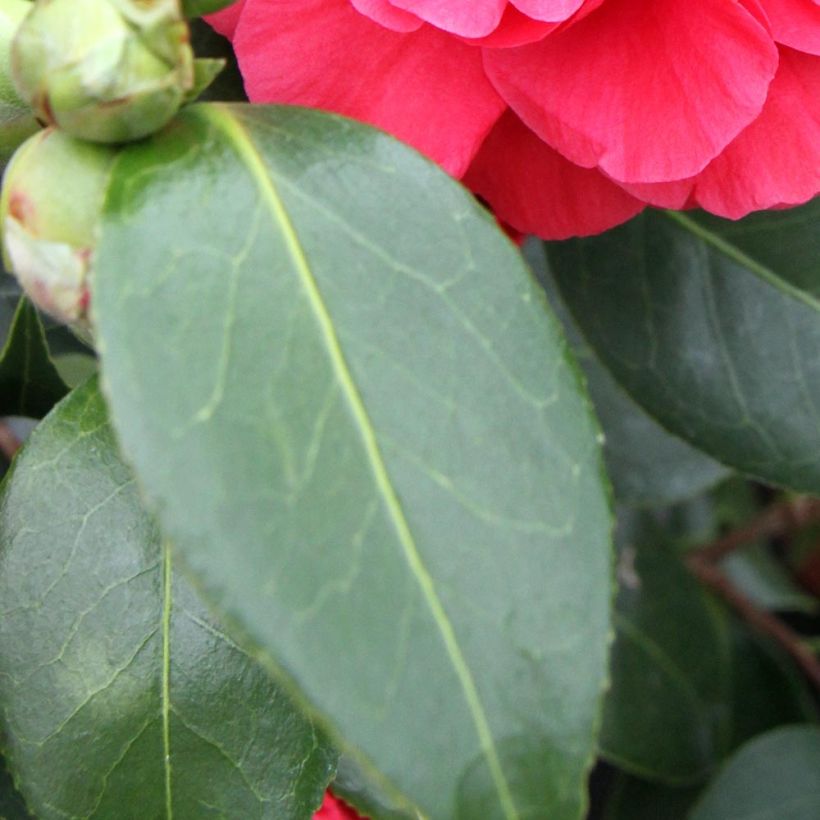 Camellia japonica Blood of China (Foliage)