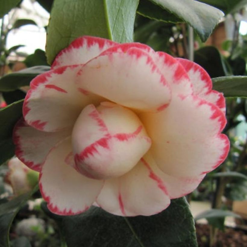 Camellia japonica Margaret Davis (Flowering)