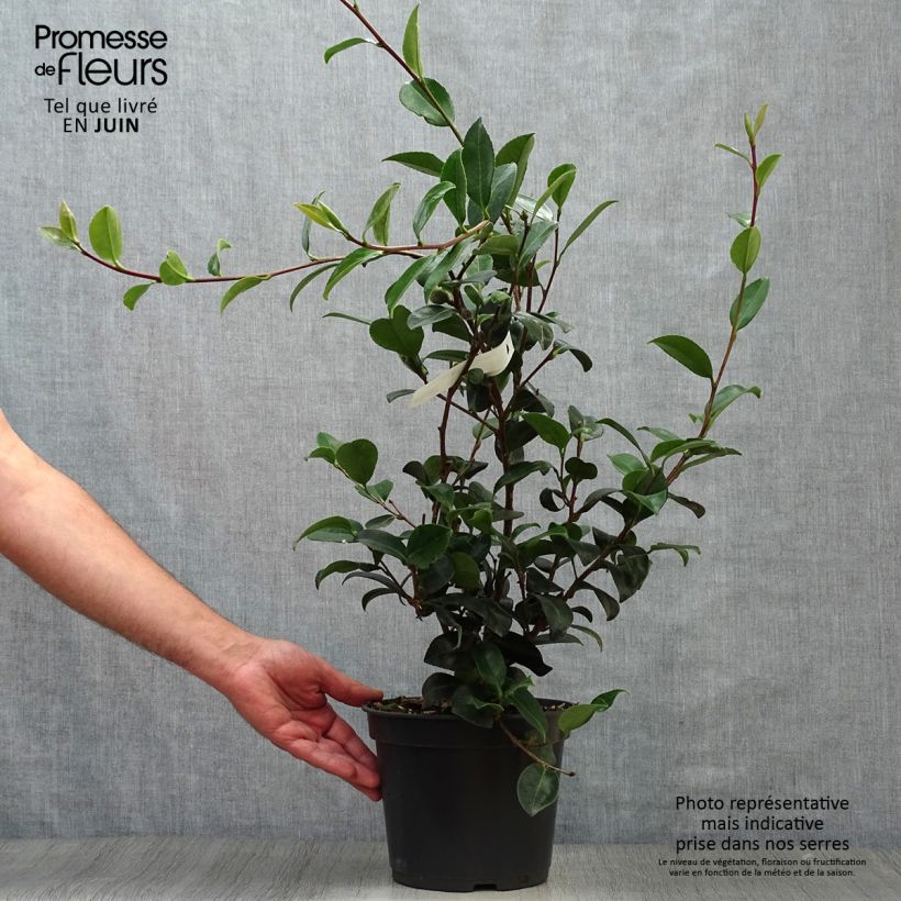 Camellia sasanqua Belinda 4L/5L pot sample as delivered in summer