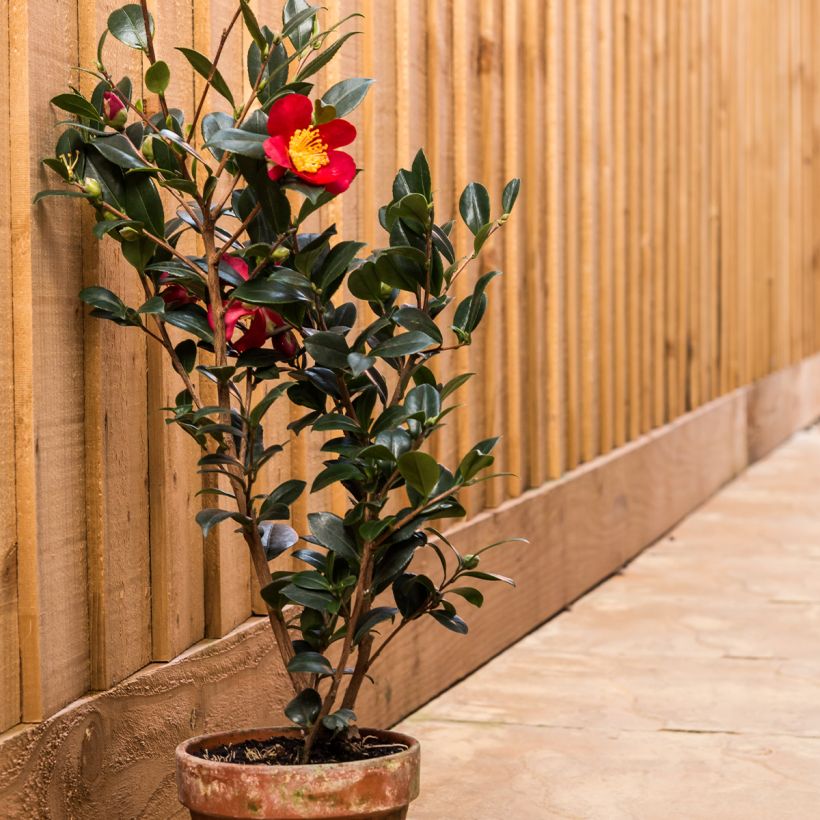 Camellia Yuletide (Plant habit)