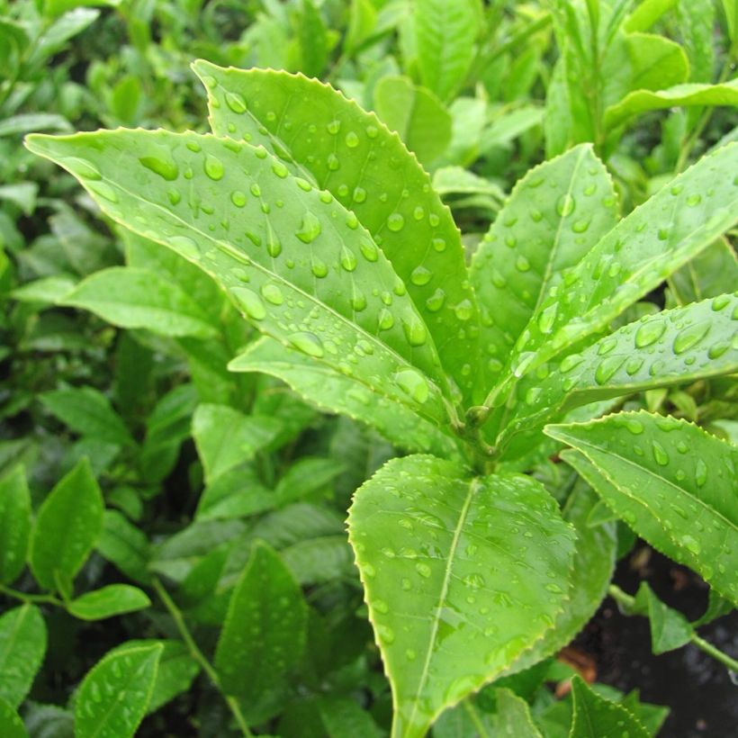 Camellia sinensis Bob Hope (Foliage)