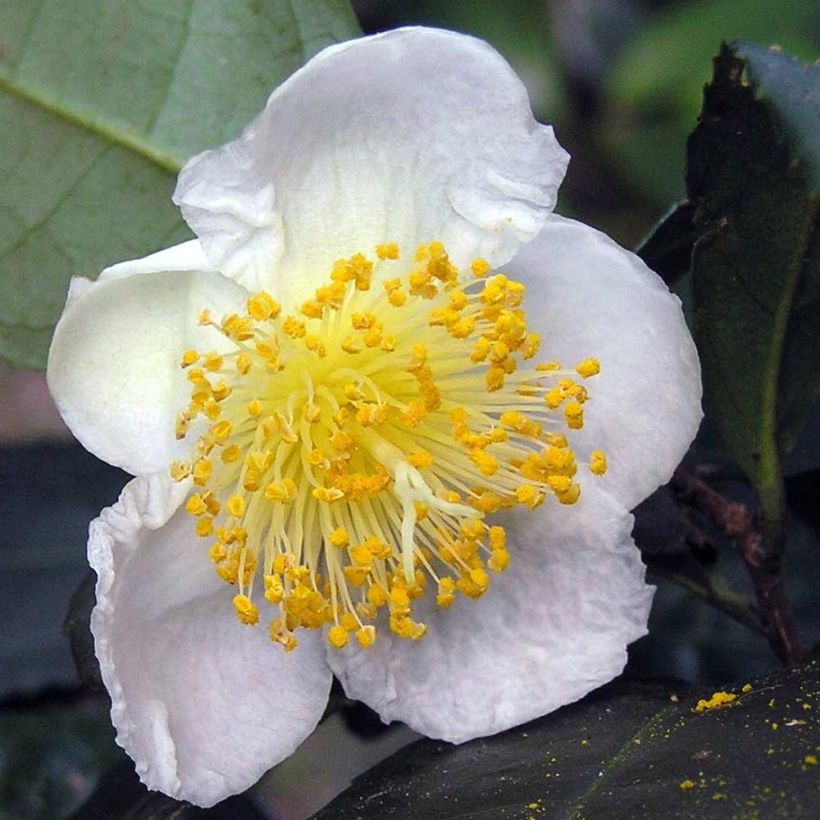 Camellia sinensis Bob Hope (Flowering)