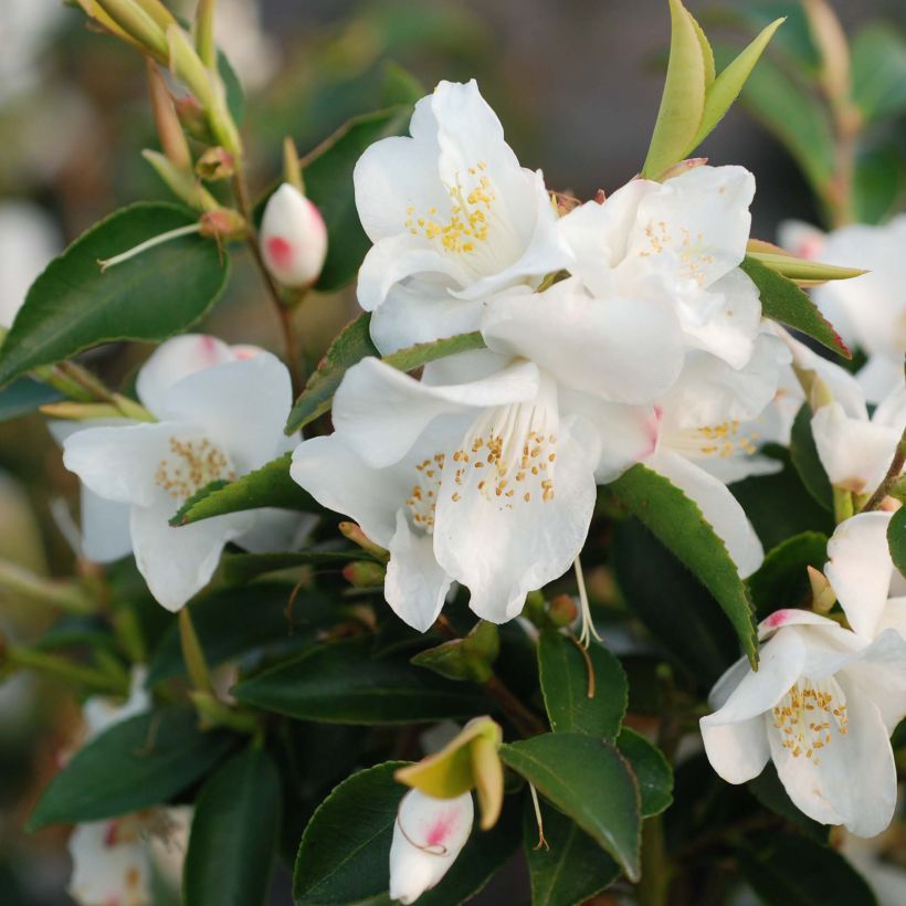 Camellia transnokoensis (Flowering)