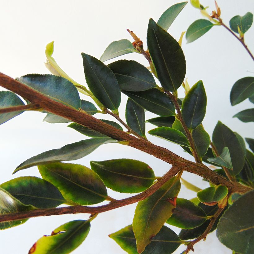 Camellia transnokoensis (Foliage)