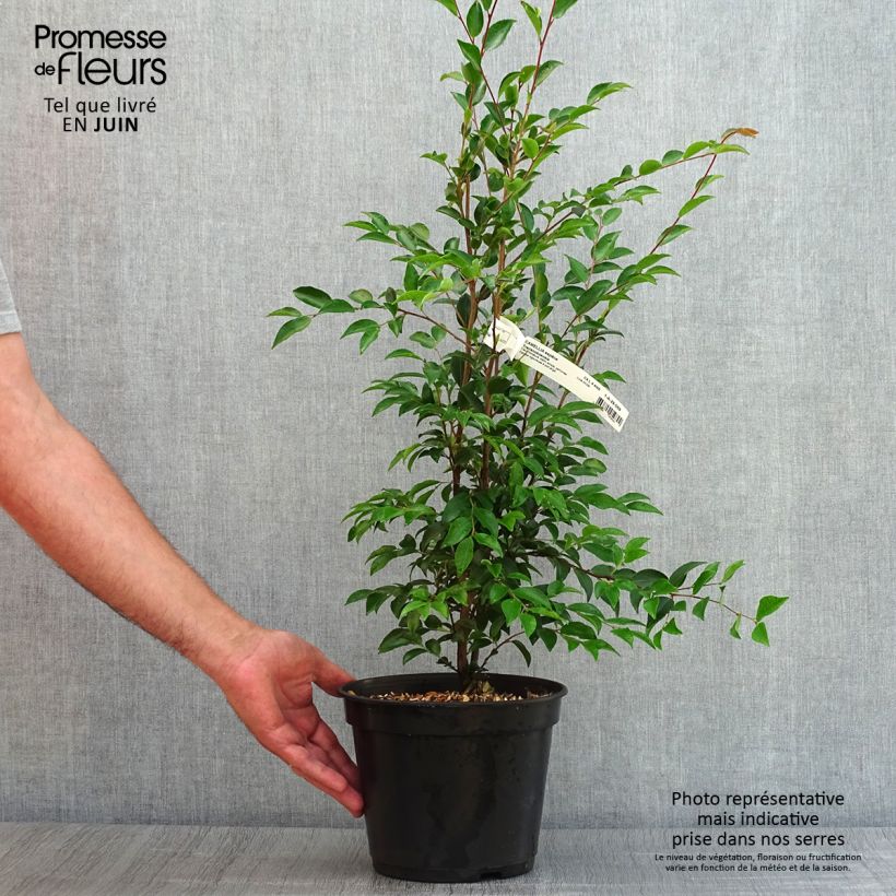 Camellia transnokoensis 4L/5L pot sample as delivered in summer