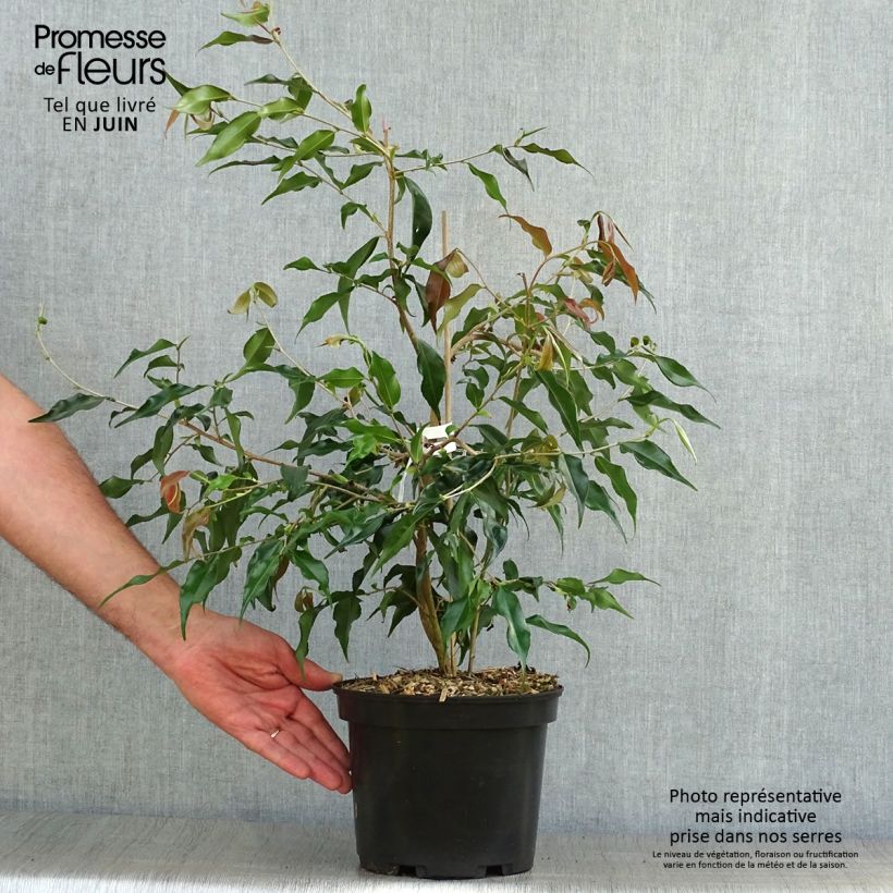 Camellia tsaii 4L/5L pot sample as delivered in summer