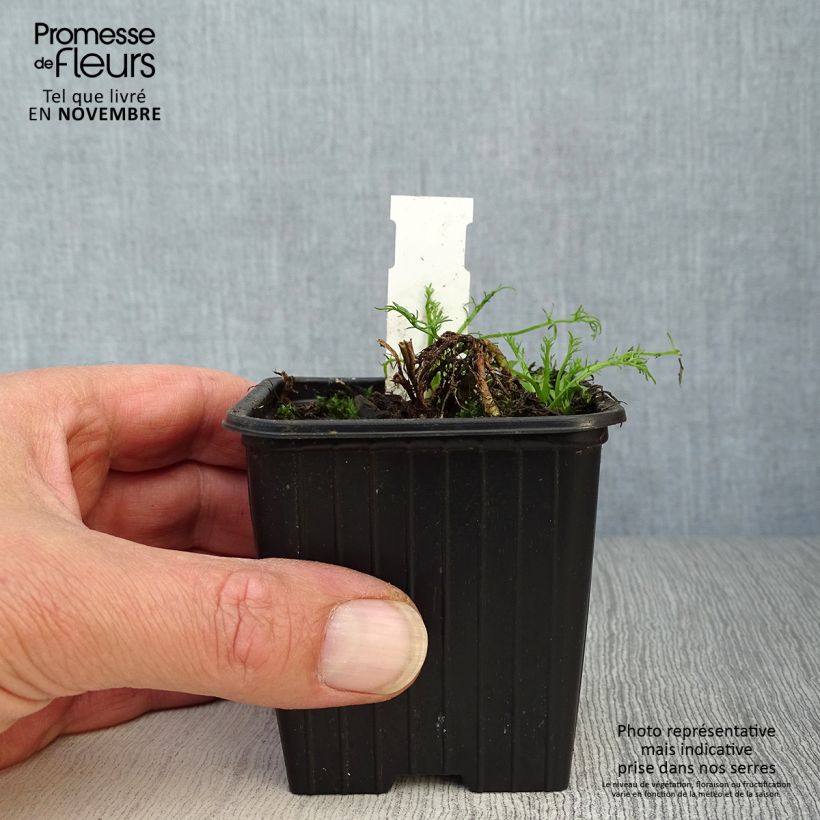 Chamaemelum nobile Ligulosum 8/9 cm pot sample as delivered in autumn