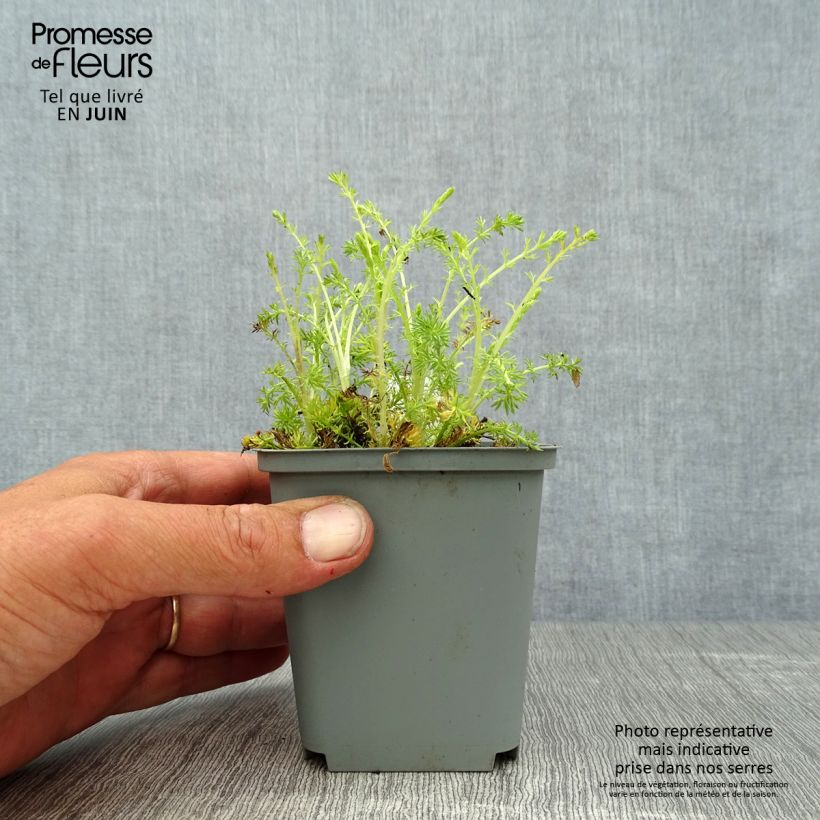 Chamaemelum nobile Treneague 8/9 cm pot sample as delivered in summer