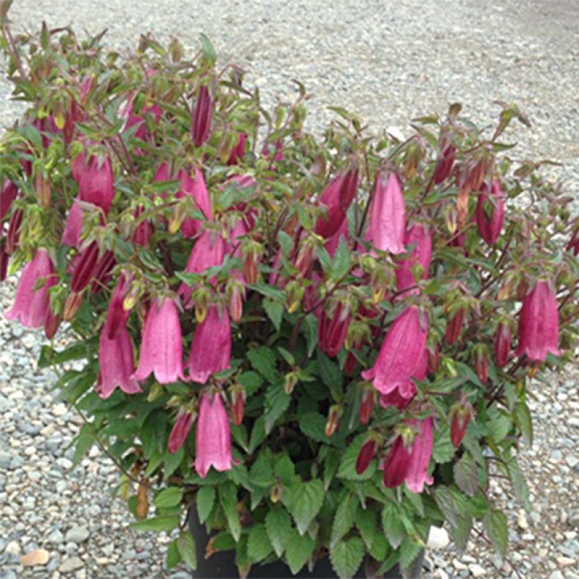 Campanula Ringsabell Mulberry Rose (Plant habit)