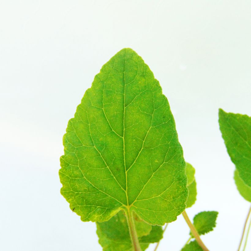 Campanula punctata Wedding Bells (Foliage)