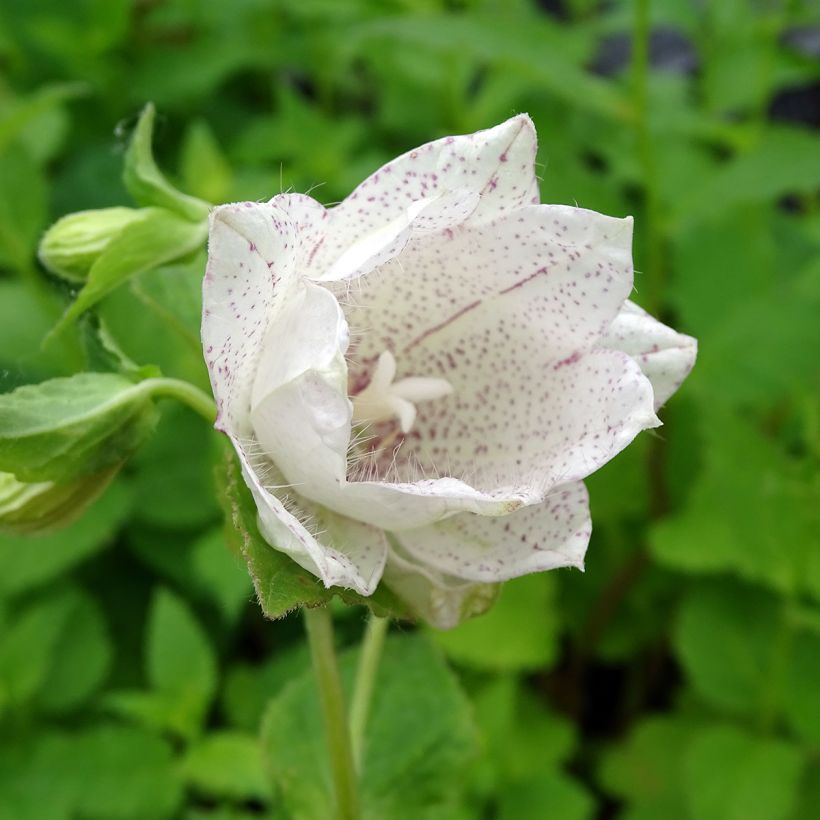 Campanula punctata Wedding Bells (Flowering)