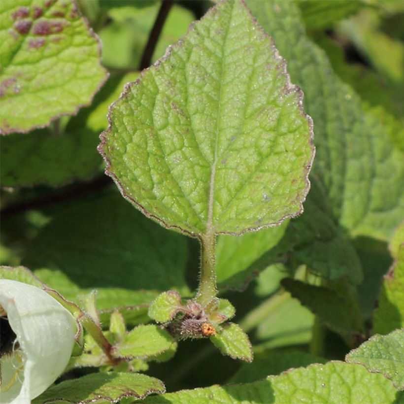 Campanula alliariifolia (Foliage)